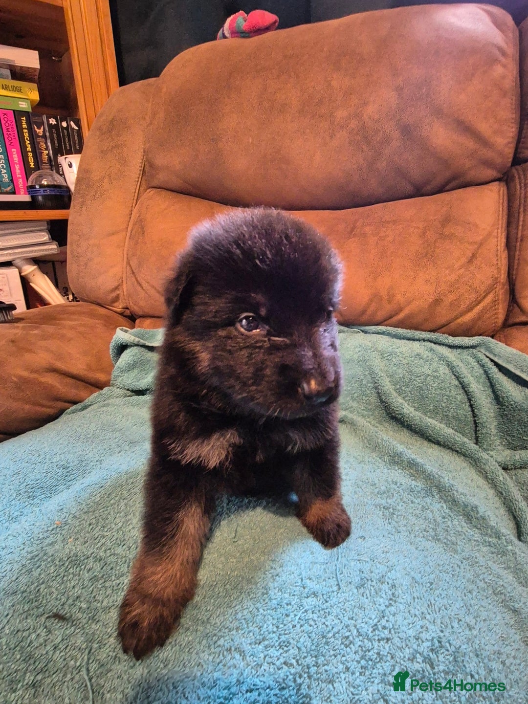 German Shepherd dogs for sale: KC German Shepherd Puppies Blue, White & Black/Tan - Image 39