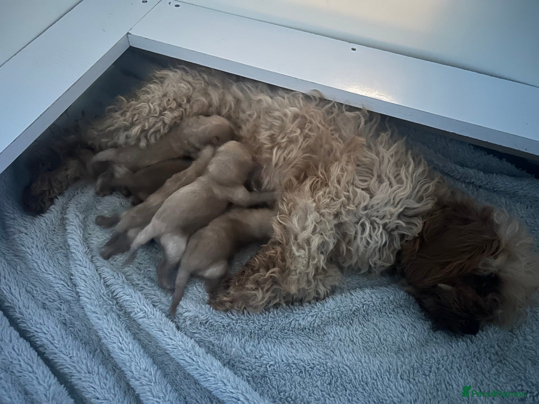Cavapoo dogs for sale: Fox red cavapoo puppies  - Advert 13