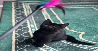 Mixed Breed cats - Advert 10