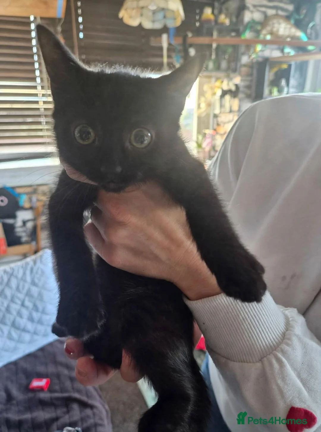 Mixed Breed cats for sale: Kittens for sale  in Coventry - Advert 5