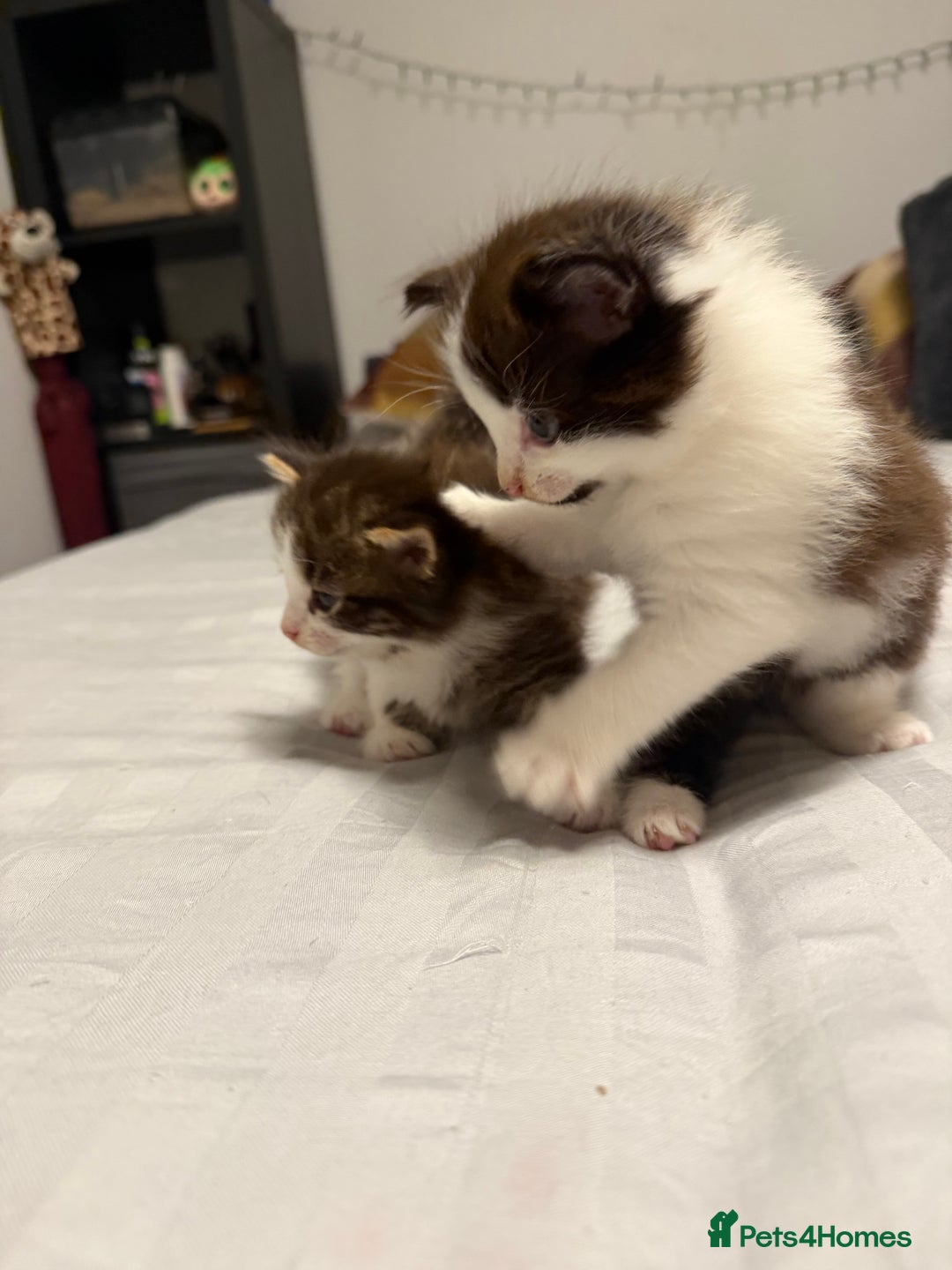 British Shorthair cats for sale: Adorable kittens  - Advert 10