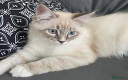 Siberian cats for sale: Siberian Kittens Neva Masquerade White - Image 14