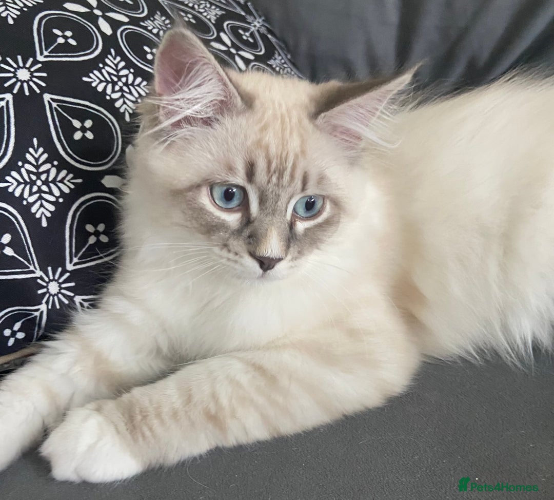 Siberian cats for sale: Siberian Kittens Neva Masquerade White - Image 14
