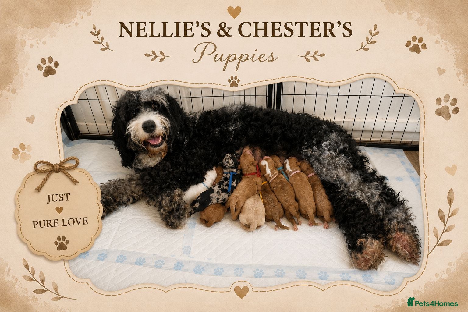 Cavapoo dogs Stunning Cavapoo x Australian Labradoodle puppies  - Advert 6