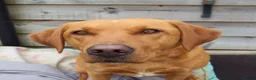 Labrador Retriever dogs for sale: Fox Red Labrador Puppies for sale - Advert 6
