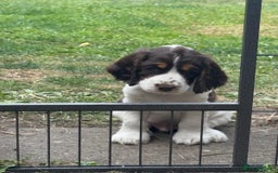 Cocker Spaniel dogs for sale: KC Registered Show Cocker Spaniel Puppies  - Image 5