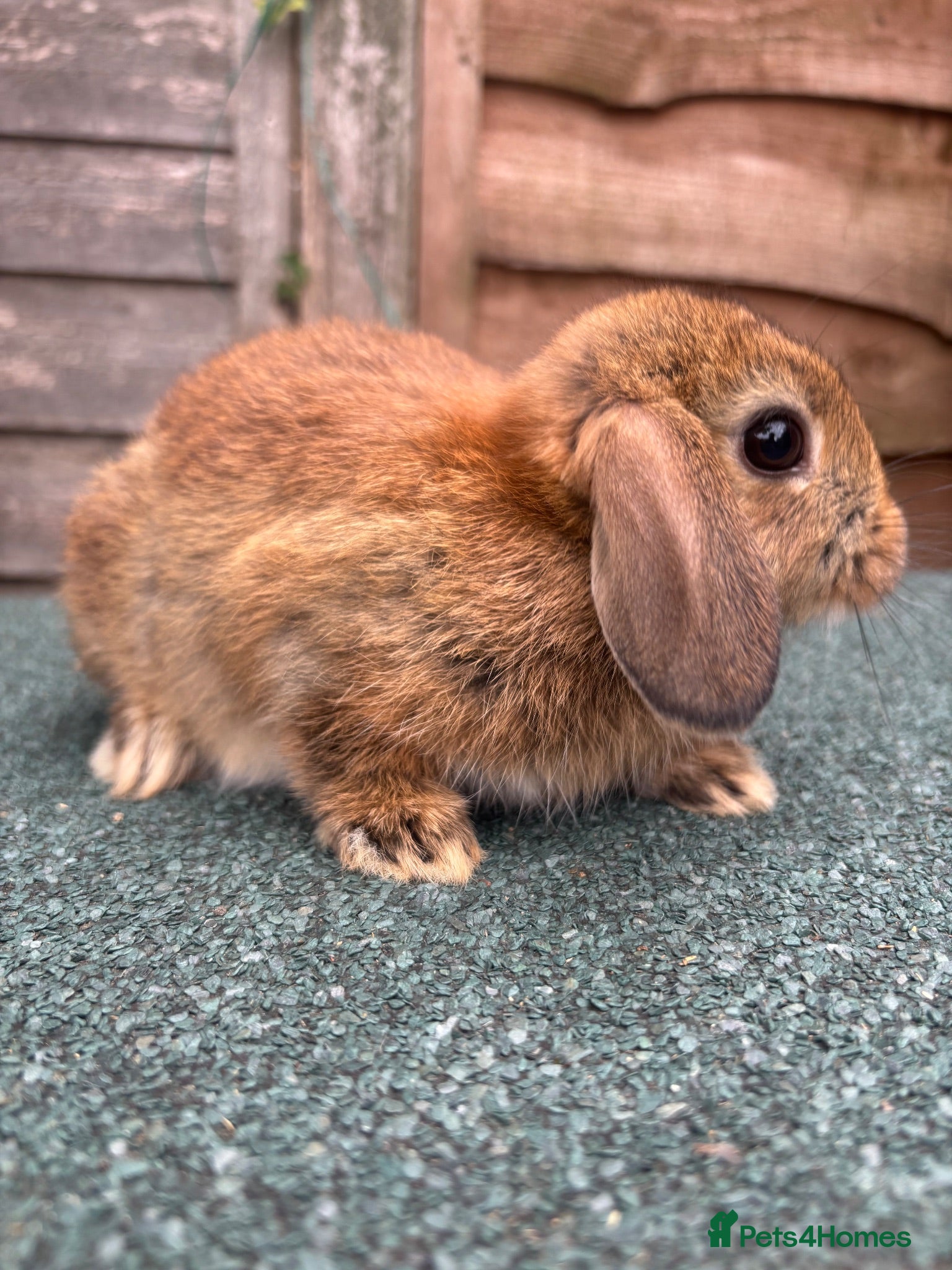 Mixed Breed rabbits netherland dwarf x mini lop - orange / black  - Advert 2