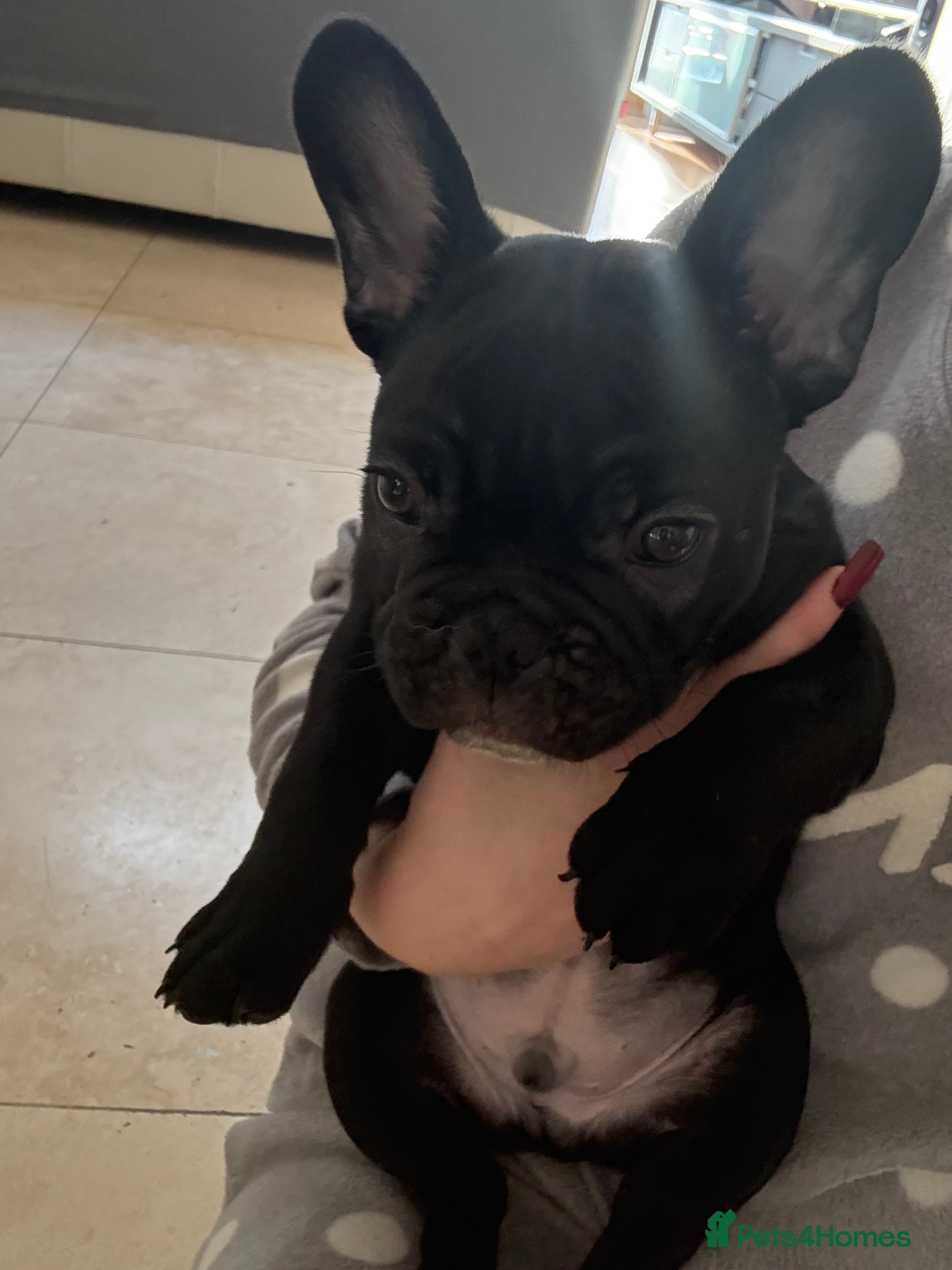 French Bulldog dogs French bulldog puppy  - Advert 7