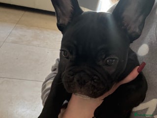 French Bulldog dogs French bulldog puppy - Advert 1