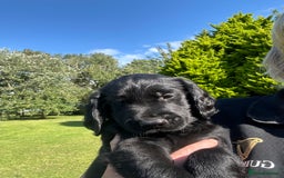 Flat coated Retriever dogs for sale: Flat coated x Golden Retriever puppies - Image 3