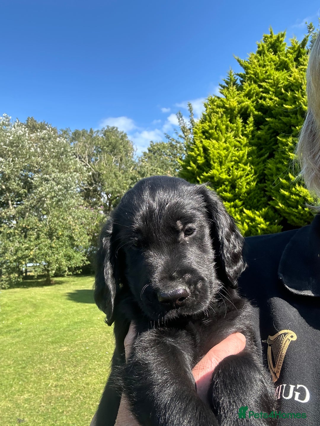 Flat coated Retriever dogs for sale: Flat coated x Golden Retriever puppies - Image 3