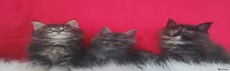 Maine Coon cats for sale: GCCF REGISTERED MAINE COON KITTENS FOR SALE  - Advert 1