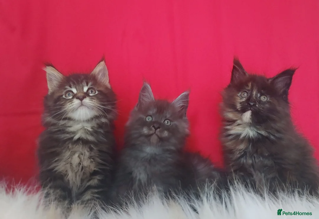 Maine Coon cats for sale: GCCF REGISTERED MAINE COON KITTENS FOR SALE  - Advert 1