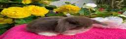 Mini Lop rabbits for sale: Gorgeous mini lop babies ready October - Advert 15