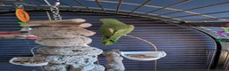 Parrots birds for sale: INDIAN RING NECK PARROT ( MALE ) - Advert 7