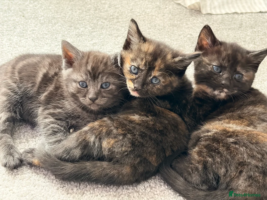 Mixed Breed cats for sale: Beautiful female tortoiseshell kittens  - Advert 7