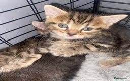 Bengal cats for sale: Litter of five stunning bengal/tabby mix kittens  - Image 6