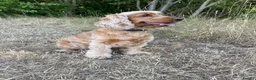 Cocker Spaniel dogs for sale: Adult female cocker dpaniel - Advert 4