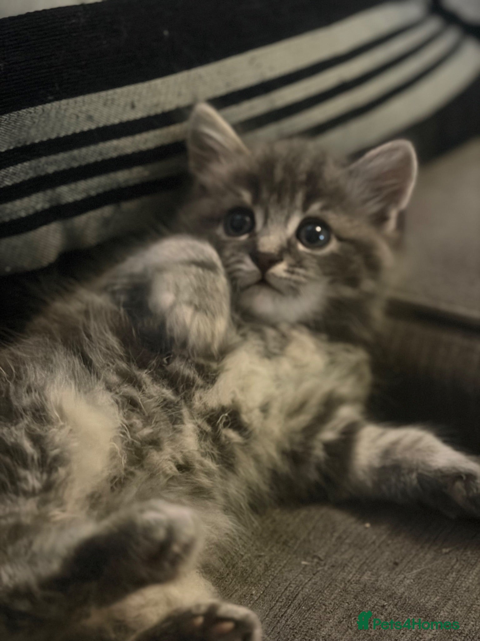 Ragdoll cats Ragdoll cross Norwegian forest cat - Advert 8