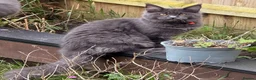Maine Coon cats for sale: Maine Coon kittens - Advert 7