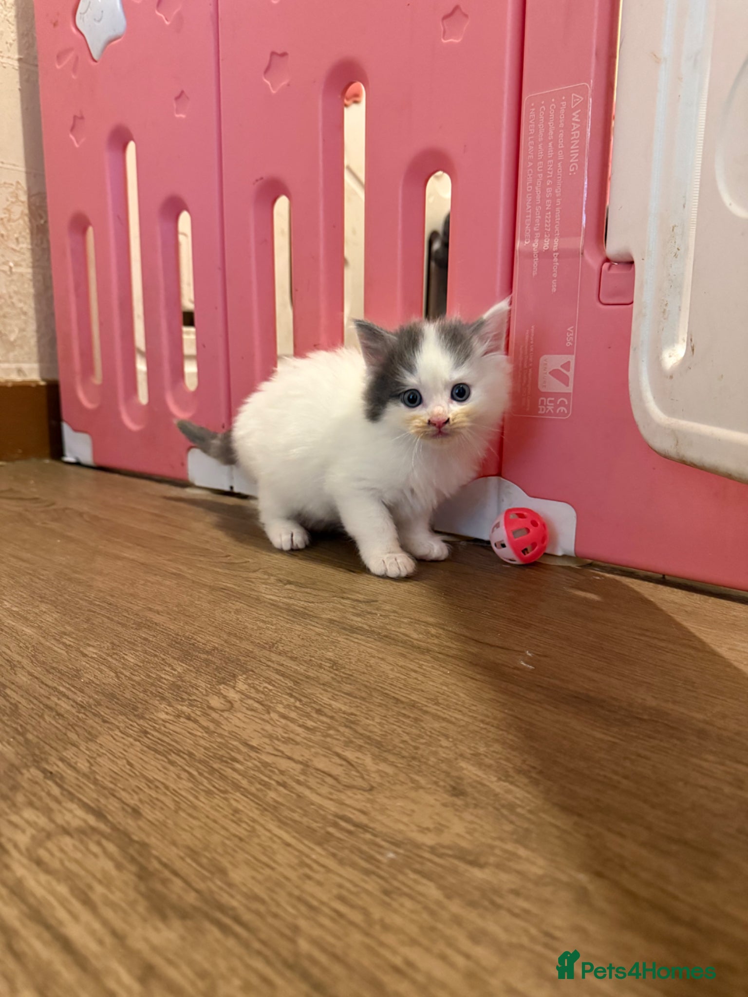 Ragdoll cats for sale: Half Ragdoll Kittens - Advert 7