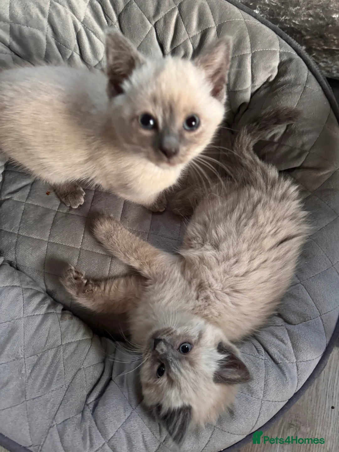 Ragdoll cats for sale: Ragdoll x kittens exceptional vet care - Advert 2