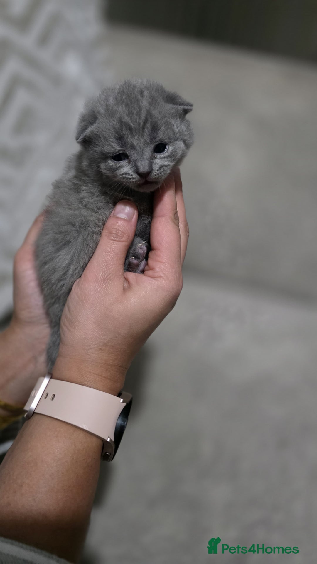 British Shorthair cats for sale: ** LAST ONE LEFT BLUE MALE British Shorthair ** - Advert 24