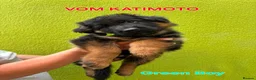 German Shepherd dogs for sale: KC Register German Shepherd puppies  in London - Advert 15