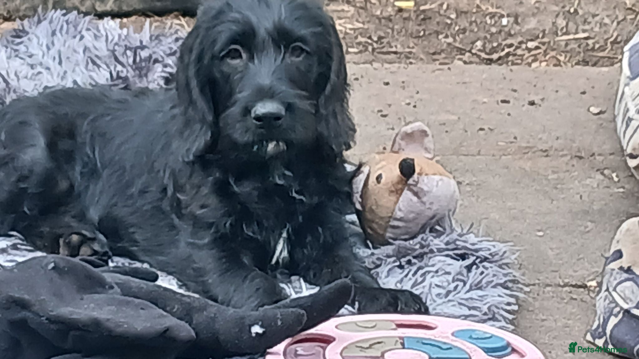 Mixed Breed dogs Adorable Cockapoo x Puppies Ready for new homes - Advert 7