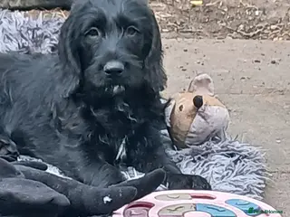 Mixed Breed dogs Adorable Cockapoo x Puppies Ready for new homes - Advert 7