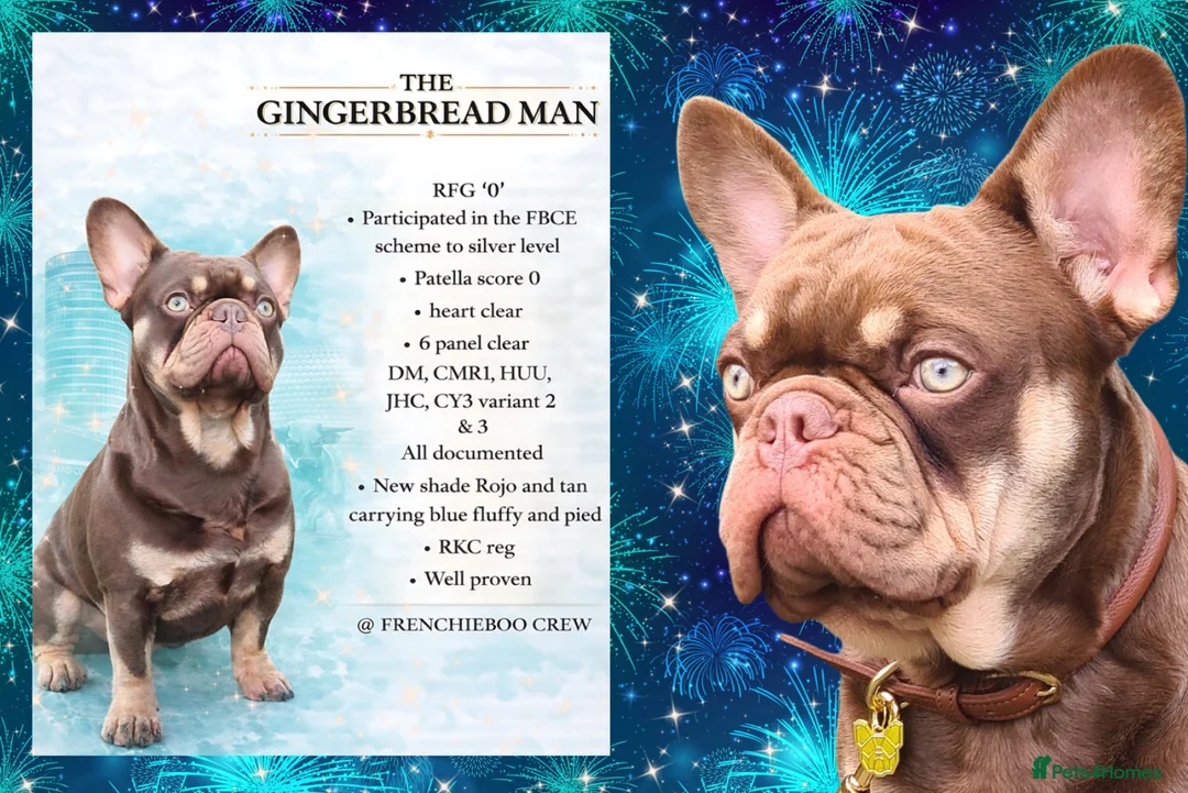 French Bulldog dogs for stud: 🐾⭐️New Shade Rojo tan RFG 0, 6 panel clear⭐️🐾 - Advert 1