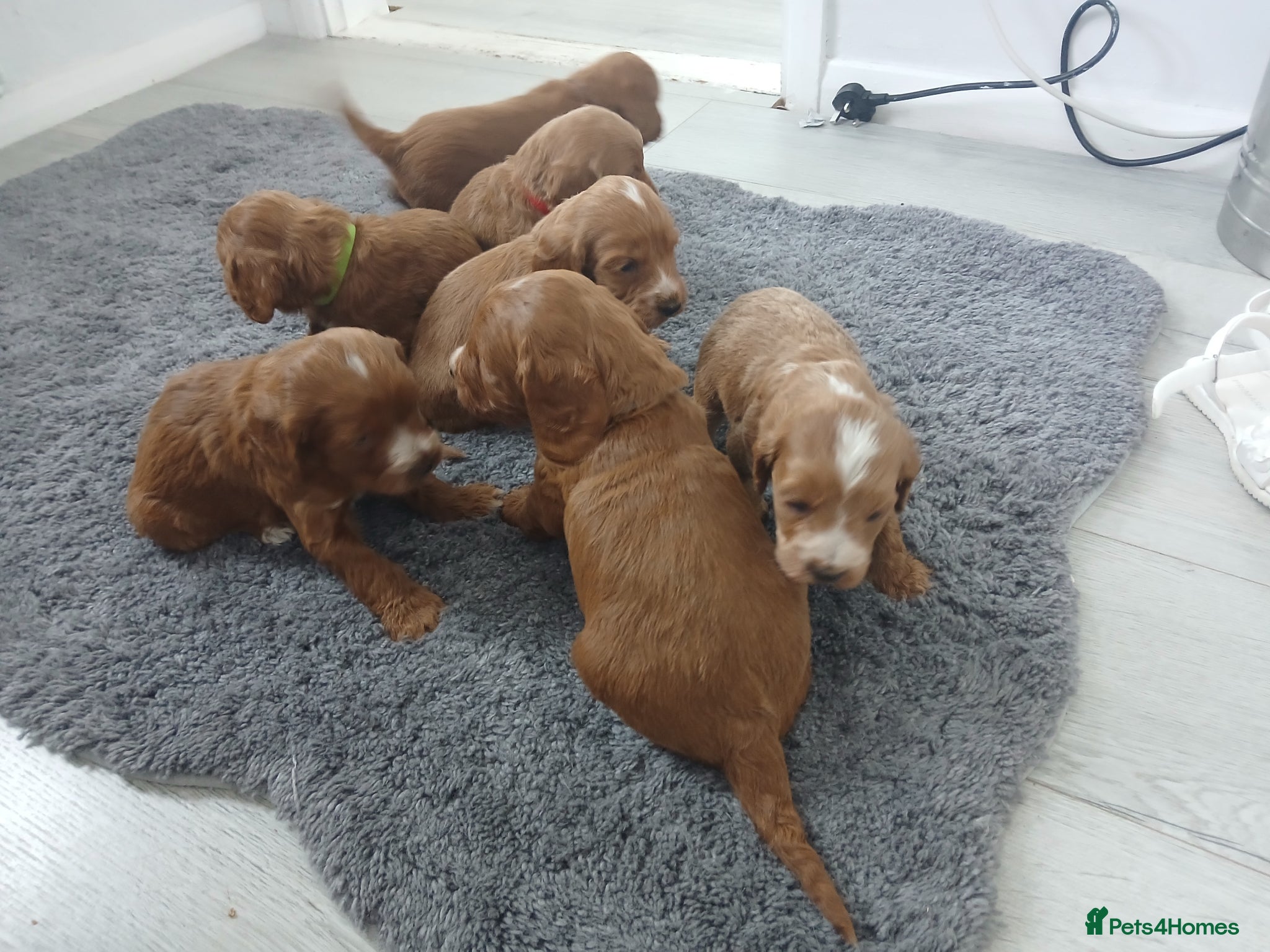 Cockapoo dogs Red and apricot cockedpoo puppys - Advert 2