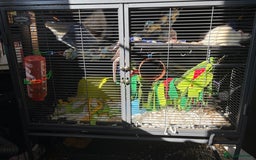 Rat rodents for sale: X2 male Rats  - Image 4