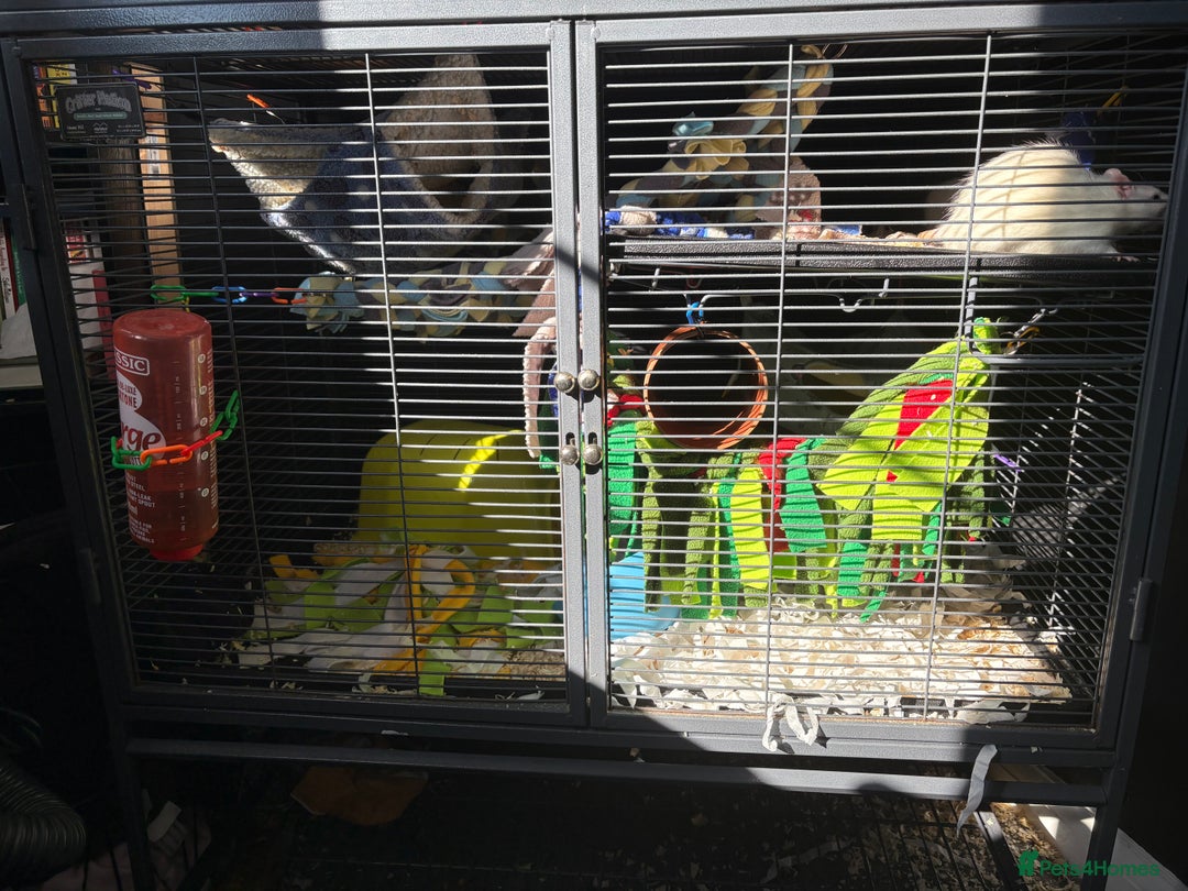 Rat rodents for sale: X2 male Rats  - Image 4