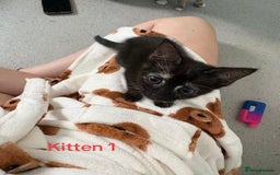 Mixed Breed cats for sale: Three 10 week old kittens  - Image 2