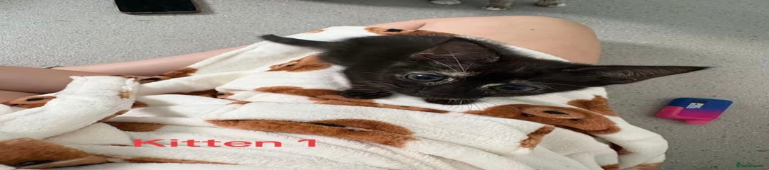 Mixed Breed Kitten 1