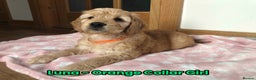 Goldendoodle dogs for sale: F1 Miniature Goldendoodle's 100% DNA Health-Tested - Advert 21