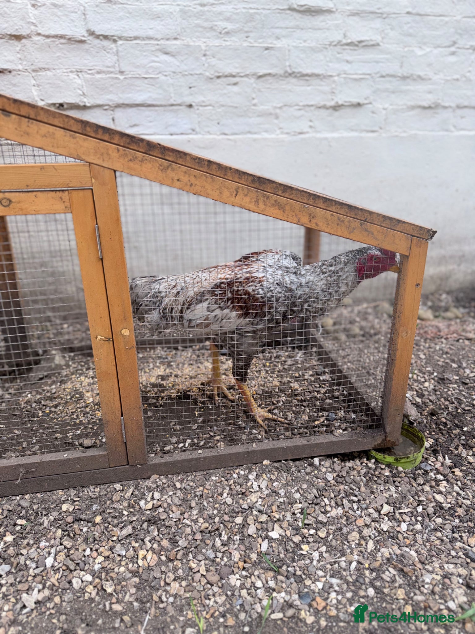 Chickens poultry Magnificent Male Shamo Rooster – Stunning Heritage - Advert 2