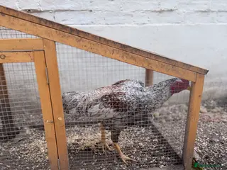 Chickens poultry Magnificent Male Shamo Rooster – Stunning Heritage - Advert 12