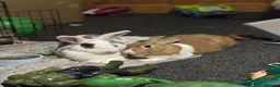 Mixed Breed rabbits for sale: M&F bonded pair Rabbits  in Derby - Advert 1
