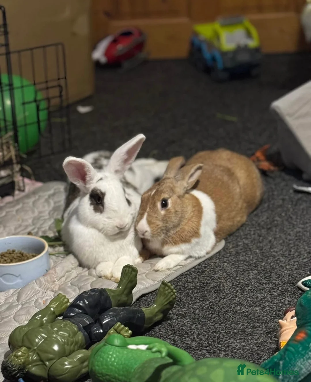 Mixed Breed rabbits for sale: M&F bonded pair Rabbits  in Derby - Advert 1
