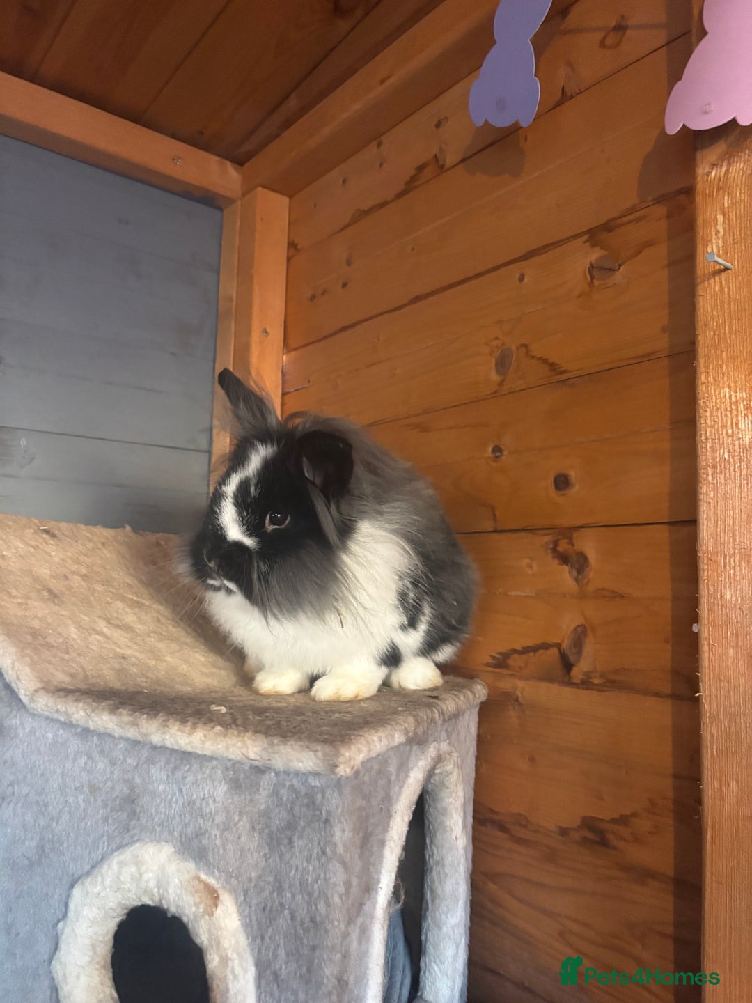 Lionhead rabbits for sale: Lion head bunnies available 🐰 - Advert 30