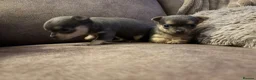 Chihuahua dogs for sale: 2 female quality chi pups available  - Advert 10