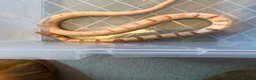Mixed Breed reptiles for sale: Various snakes for sale  - Advert 5