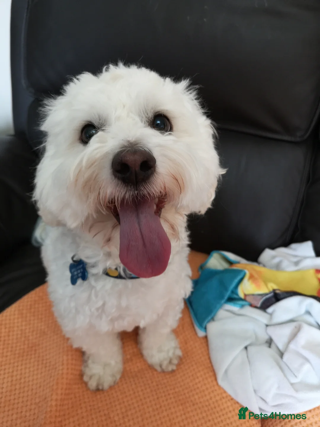 Coton De Tulear dogs for sale: Coton de Tulear (boy)  in Poole - Advert 3