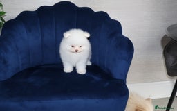 Pomeranian dogs for sale: READY NOW-REDUCED!! TRUE TEDDY BEAR POMERANIAN - Image 24
