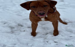 Labrador Retriever dogs for stud: Fox Red Labrador for Stud in Cleator Moor - Image 2