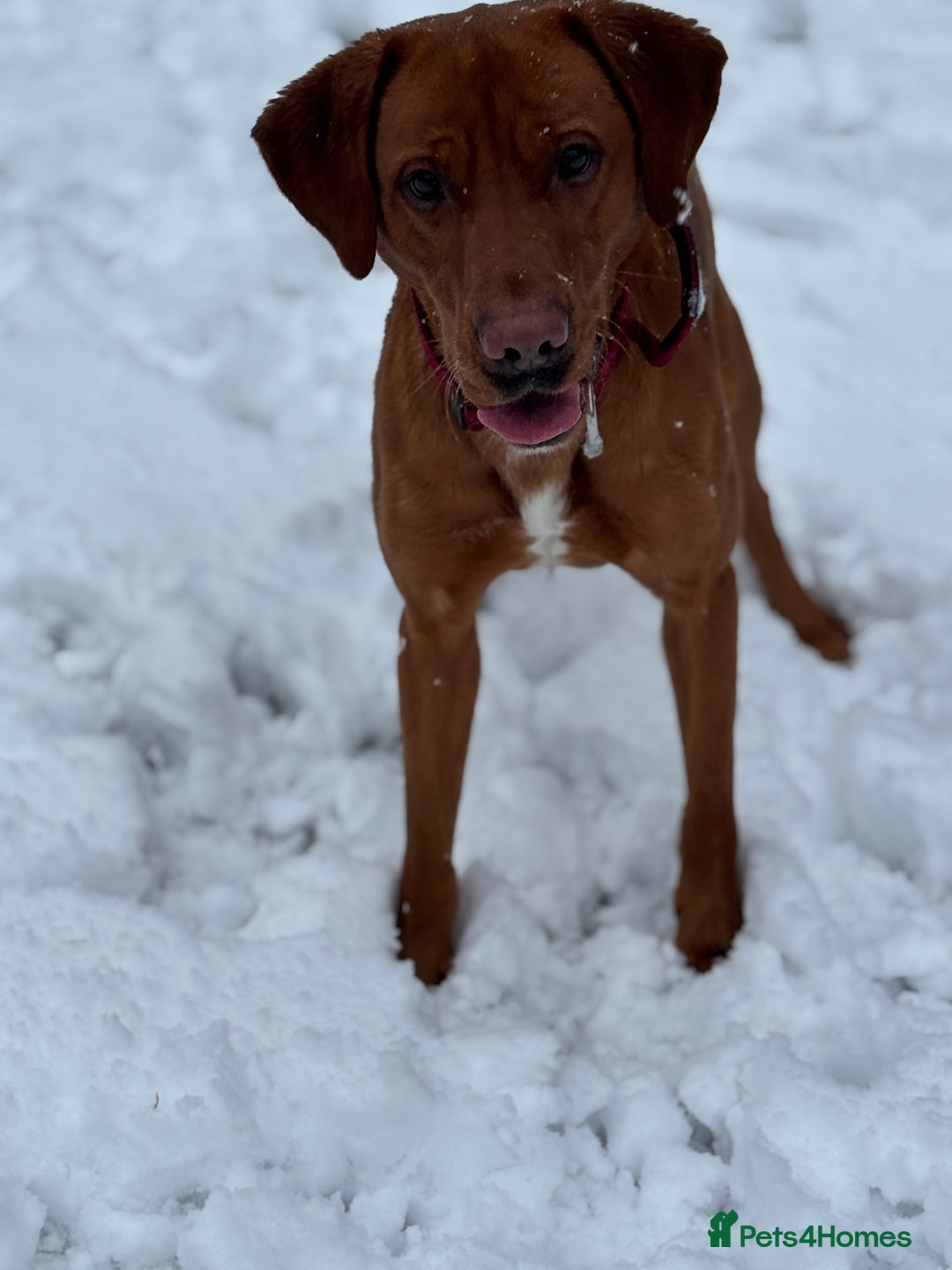 Labrador Retriever dogs for stud: Fox Red Labrador for Stud in Cleator Moor - Image 2