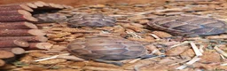 Tortoise reptiles for sale: Med spur thigh tortoises  - Advert 3