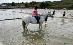 Other Breed horses for sale: Cob x Arab  - Image 4